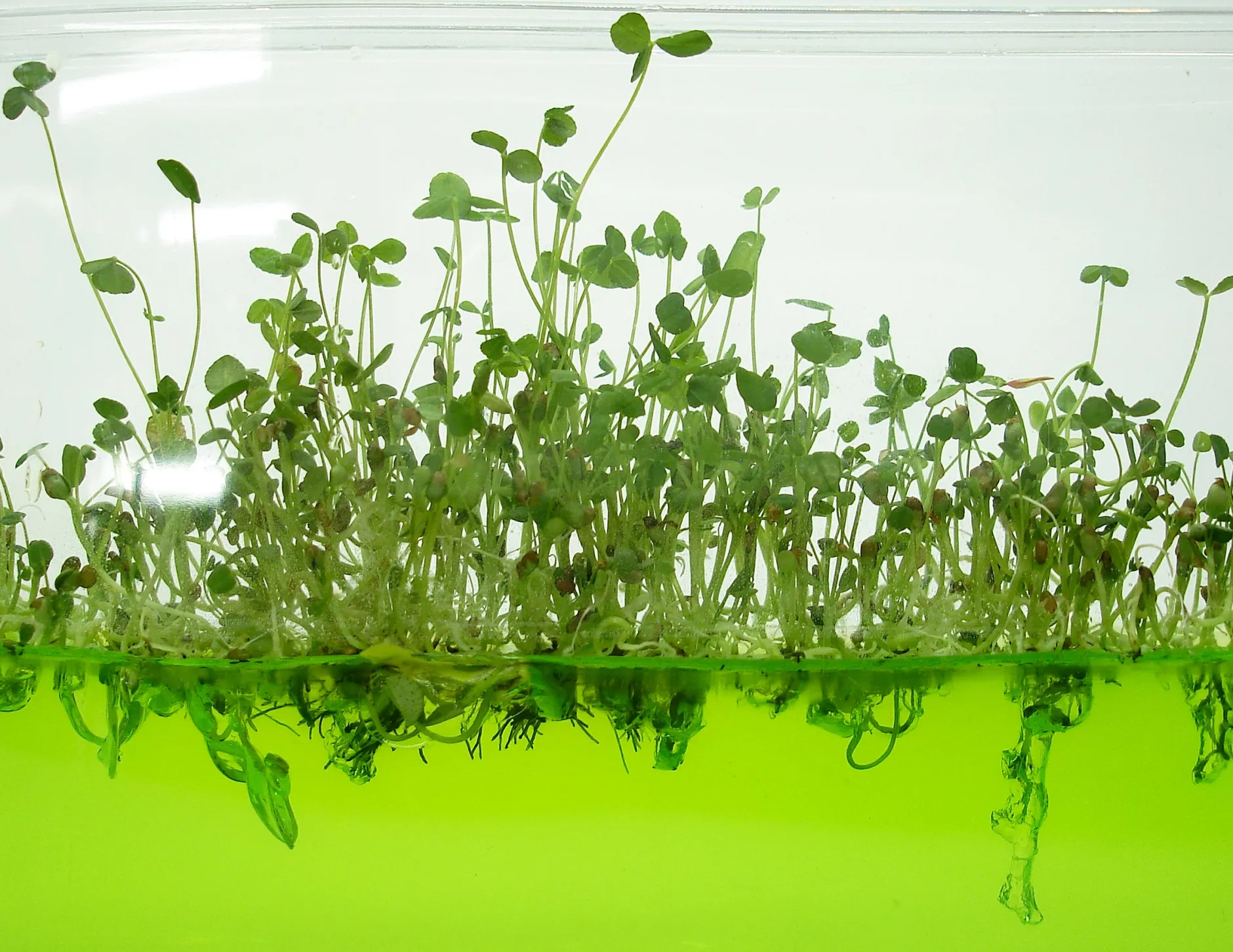 Plantarium Küche^Super